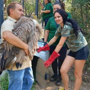 Преместиха 3-месечно белоглаво лешоядче от зоопарка в Стара Загора в Спасителния център